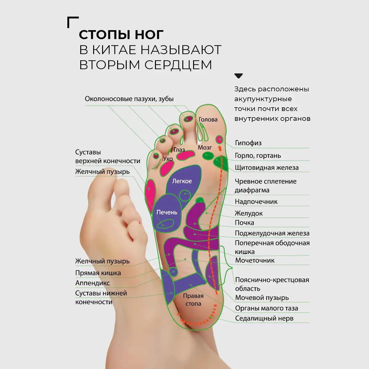 Plasture detoxifiant pentru picioare, 2 buc. Thumbnail 6